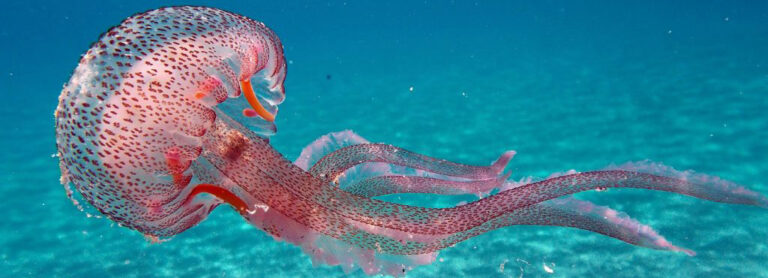 Jellyfish Spirit