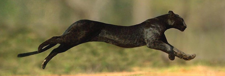 Black Jaguar