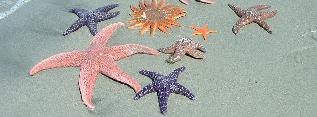 Five pointed Star